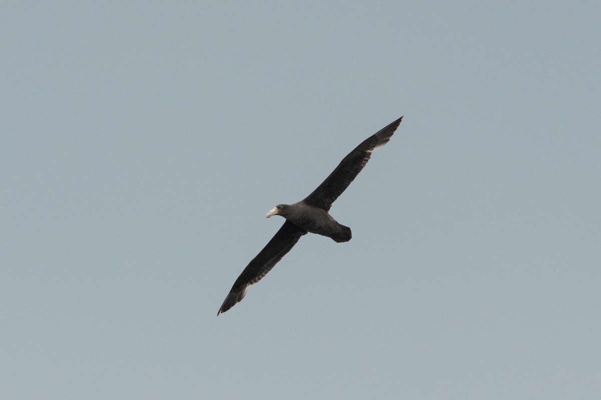 Southern Giant-Petrel - ML645473277