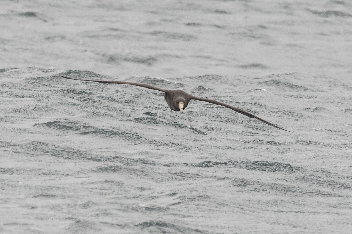 Southern Giant-Petrel - ML645473281