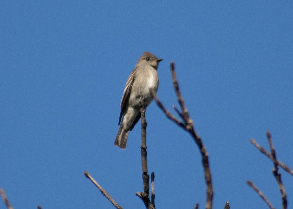 Blasskehl-Schnäppertyrann - ML645473283