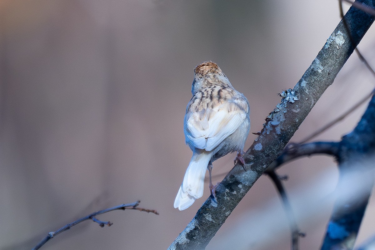 チャガシラヒメドリ - ML645473284