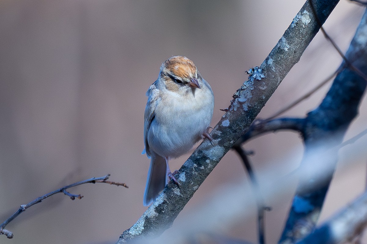 チャガシラヒメドリ - ML645473285