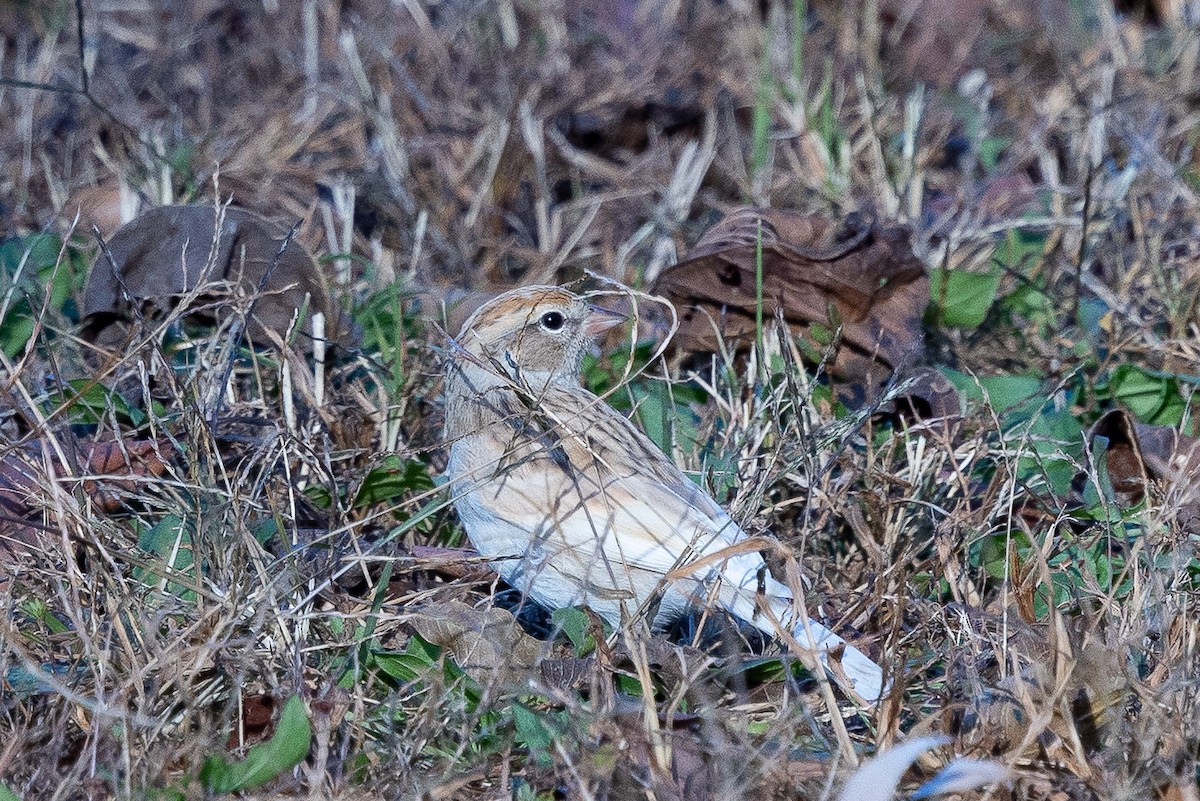 チャガシラヒメドリ - ML645473286