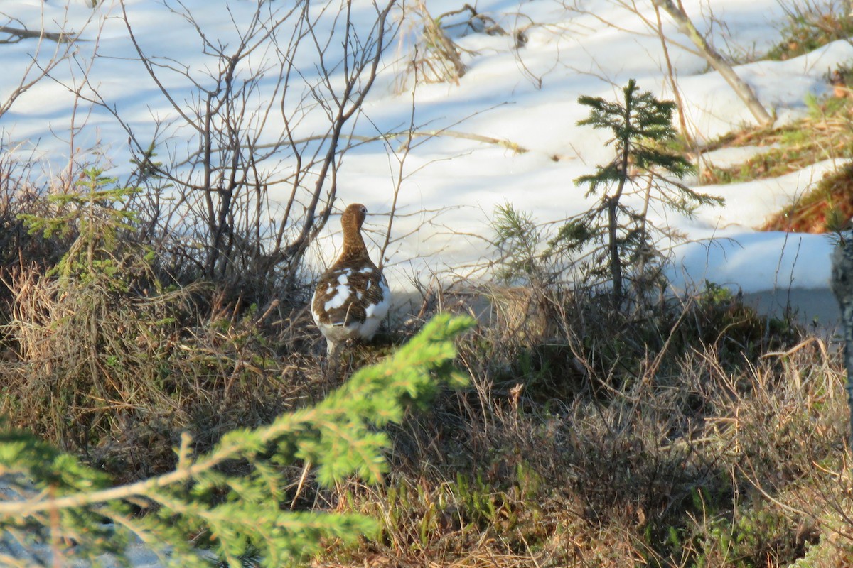 Moorschneehuhn - ML645473287