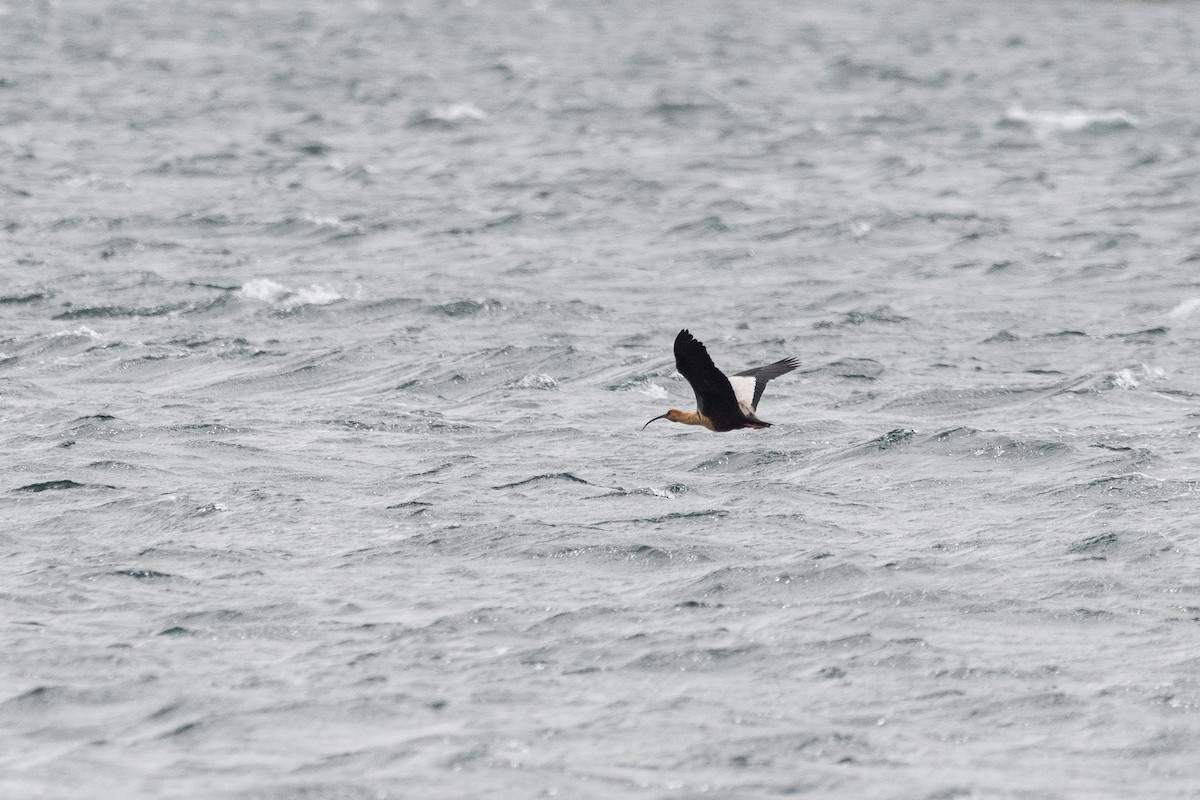 Bandurria Austral - ML645473292