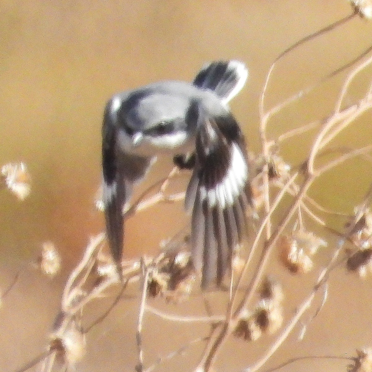Loggerhead Shrike - ML645473305