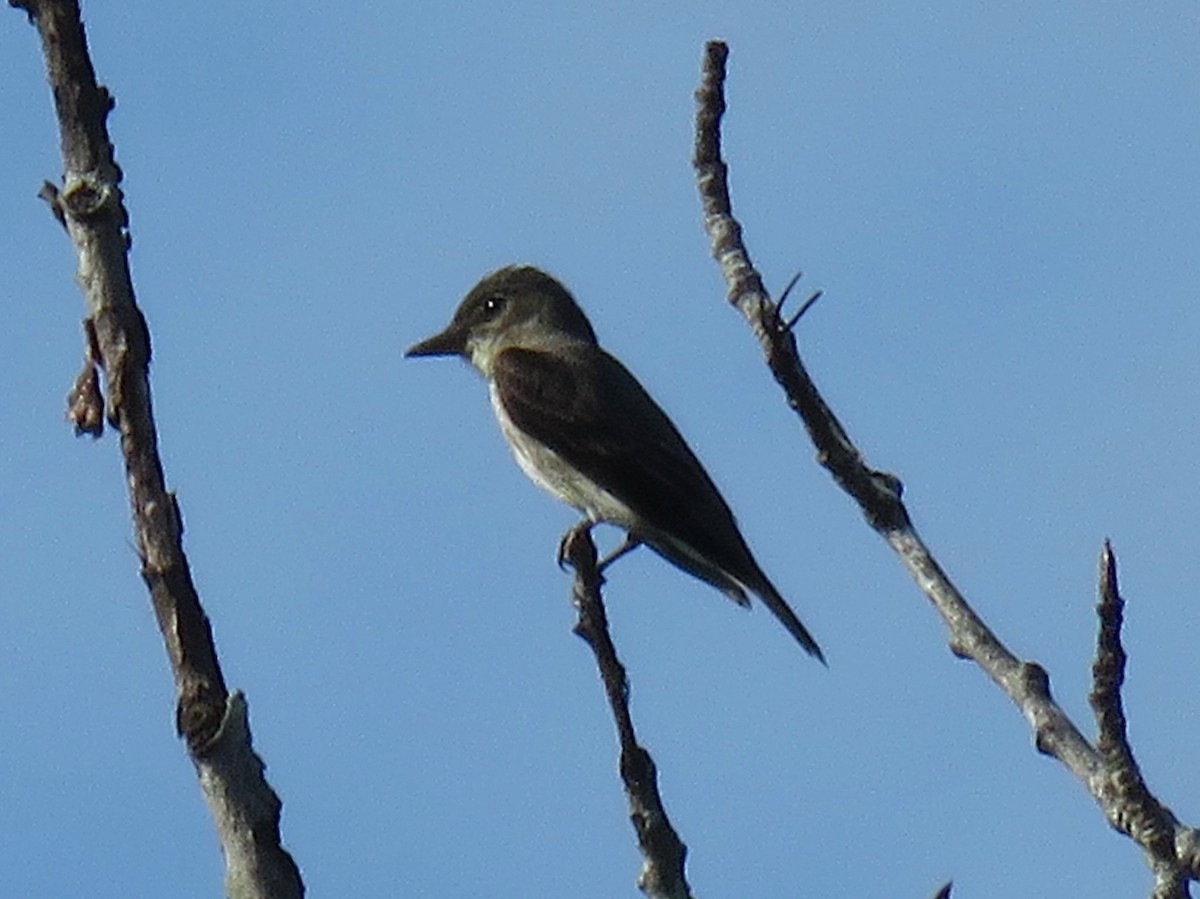 tyranovec severský - ML645473320