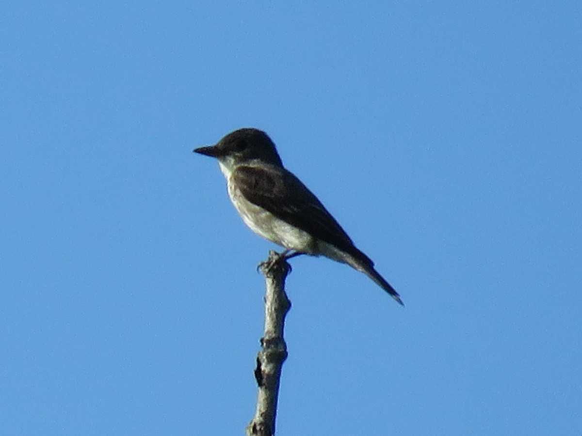 tyranovec severský - ML645473321