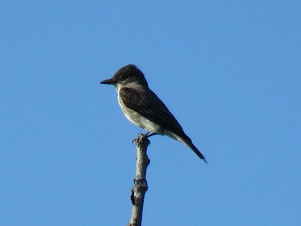 tyranovec severský - ML645473322