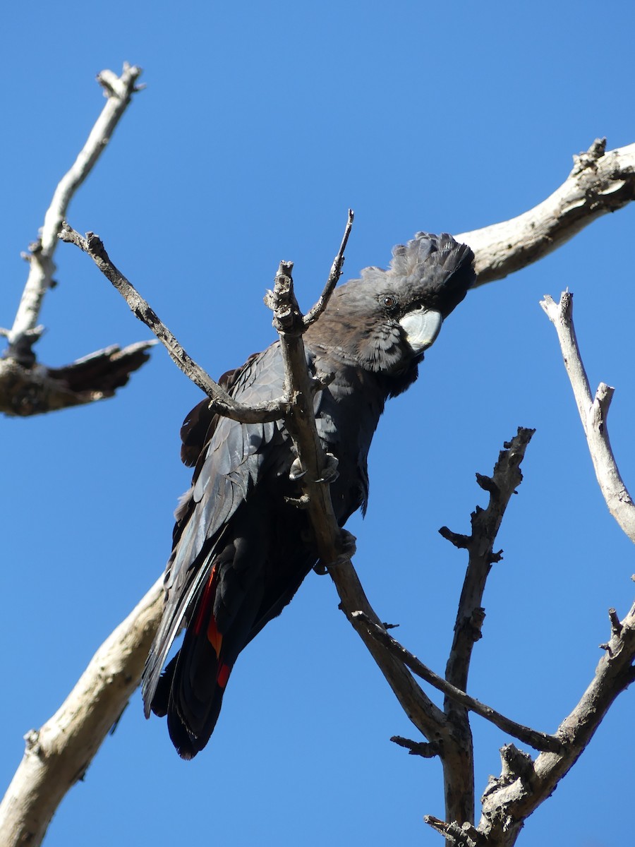 Red-tailed Black-Cockatoo - ML645473328