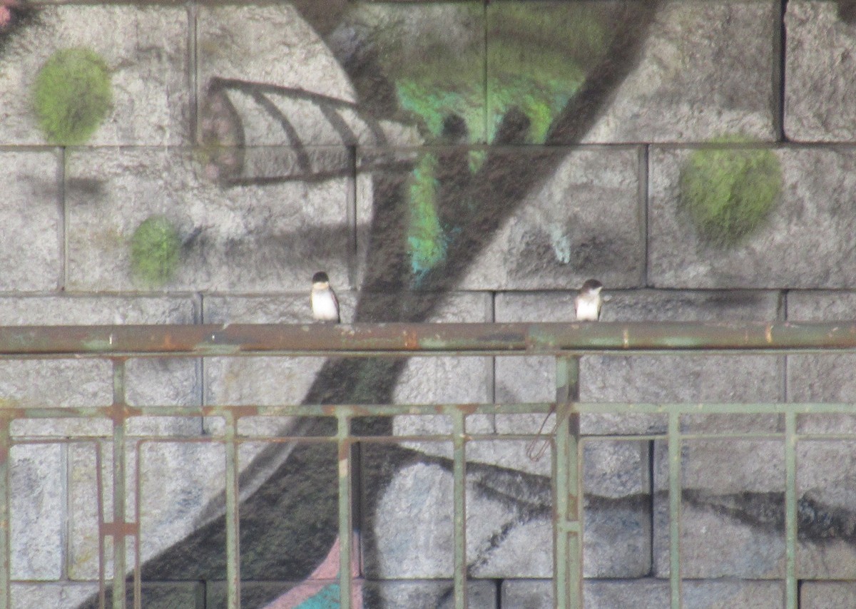 アイイロツバメ - ML645473329