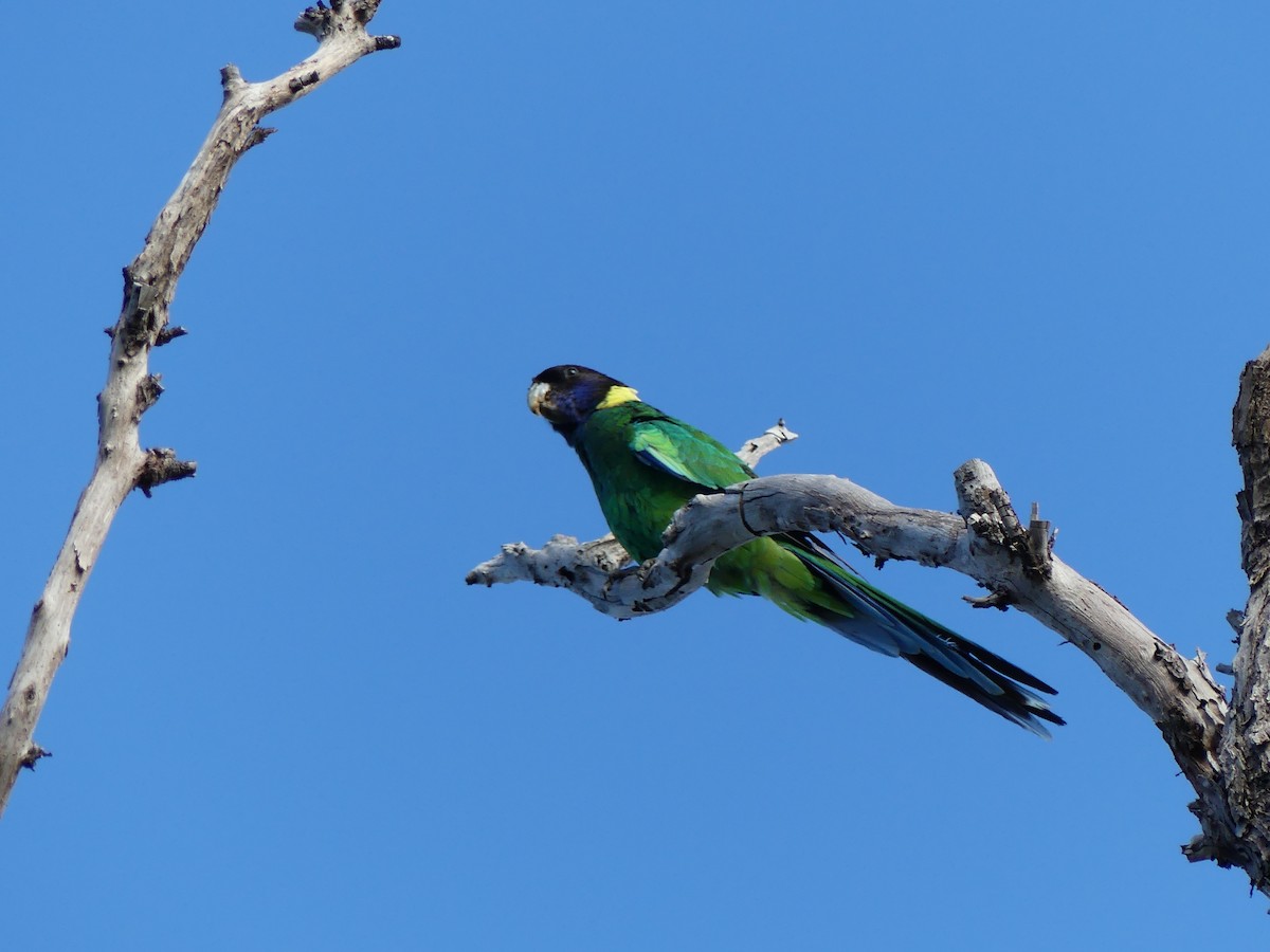 Australian Ringneck - ML645473341