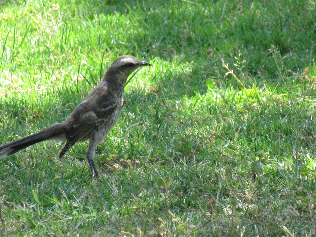 チリーマネシツグミ - ML645473342