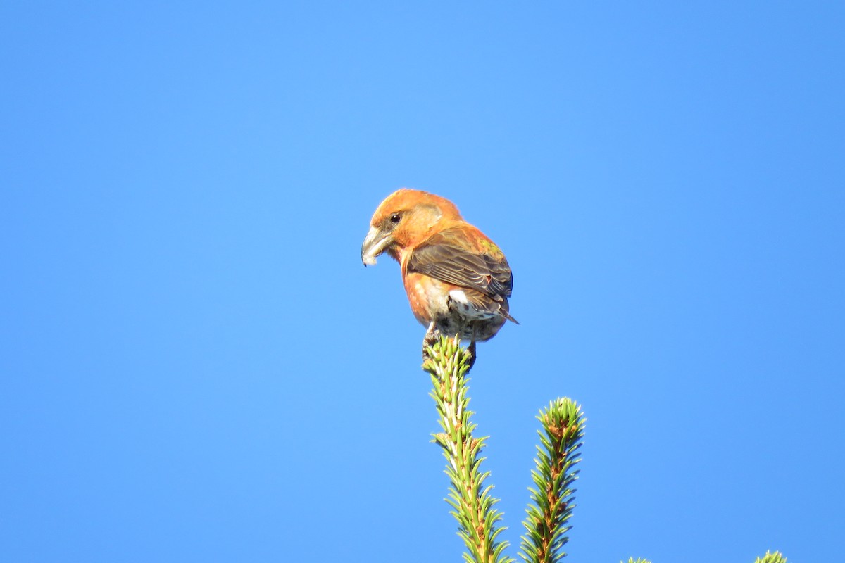 Parrot Crossbill - ML645473355