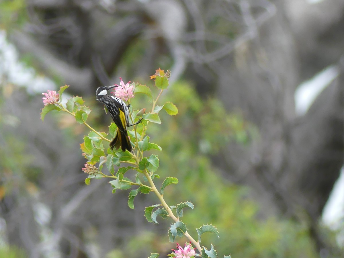 White-cheeked Honeyeater - ML645473359