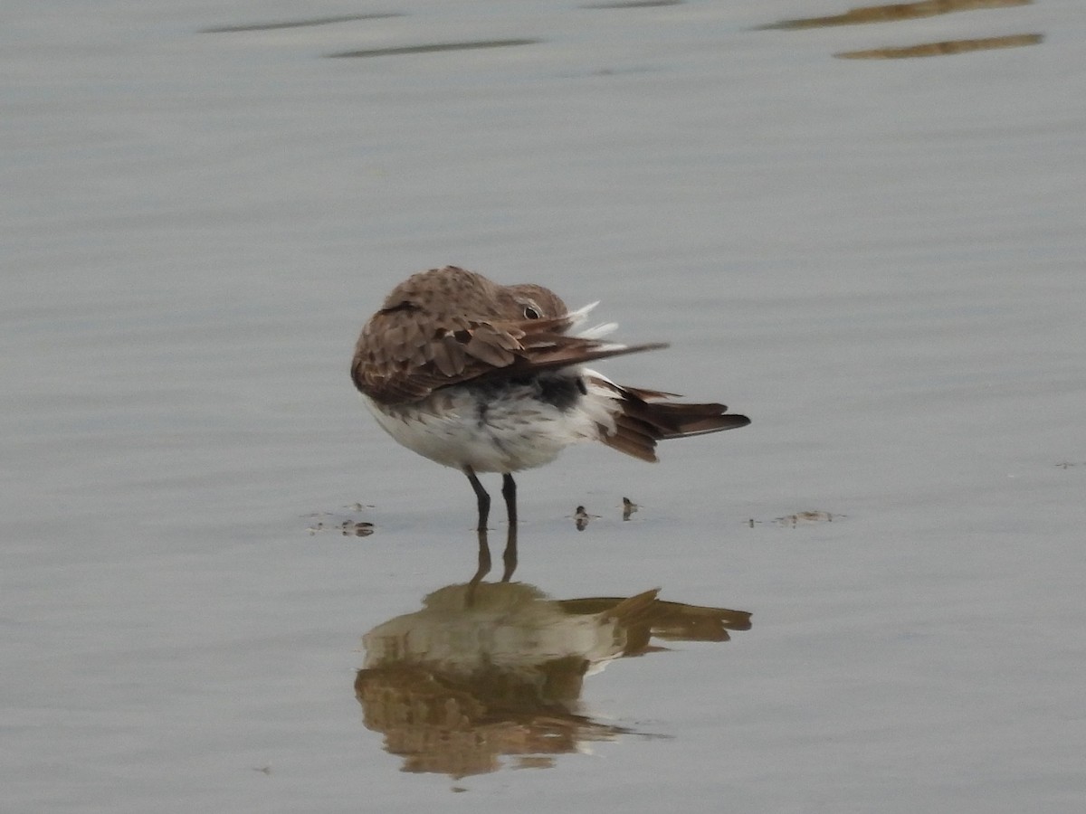 jespák tundrový - ML645473360