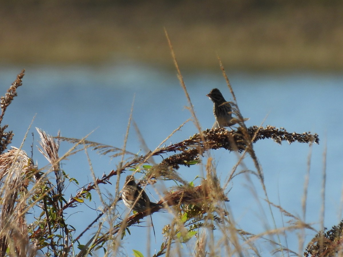 Savannah Sparrow - ML645473376