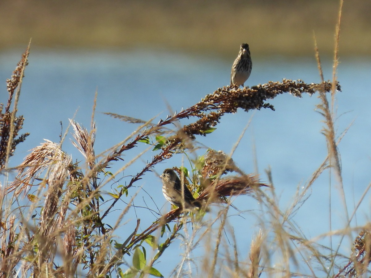 Savannah Sparrow - ML645473377