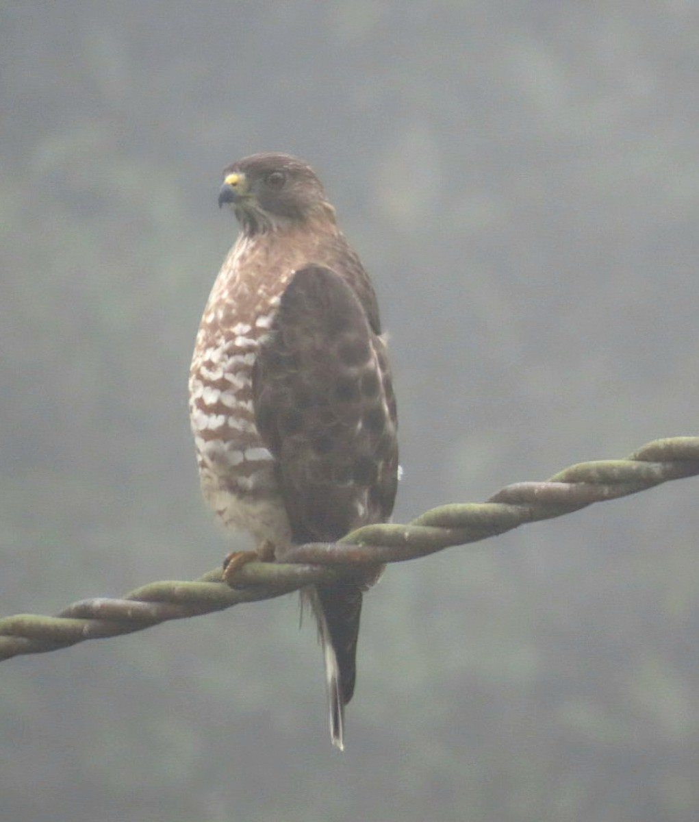 Broad-winged Hawk - ML645473381