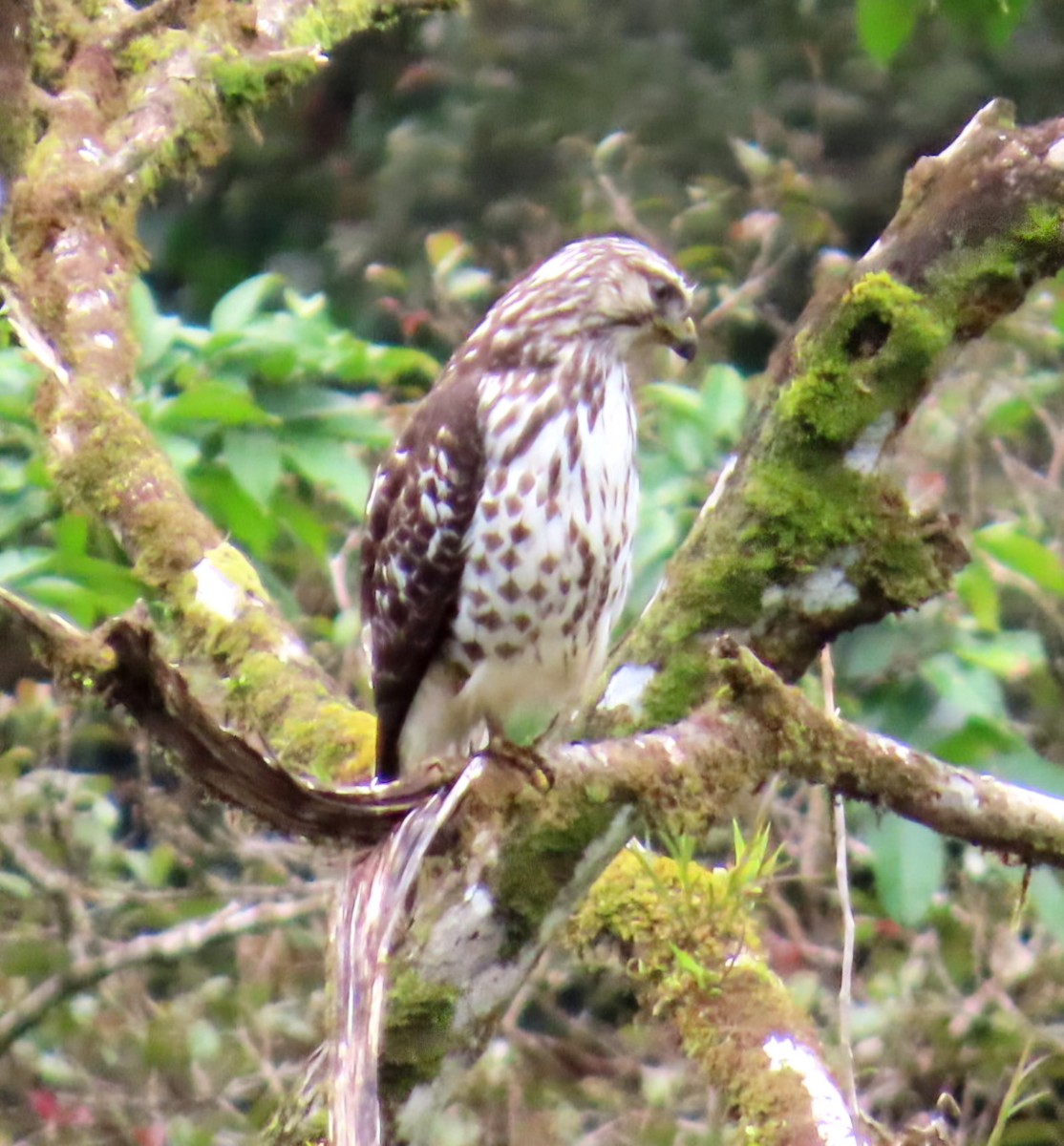 Broad-winged Hawk - ML645473382