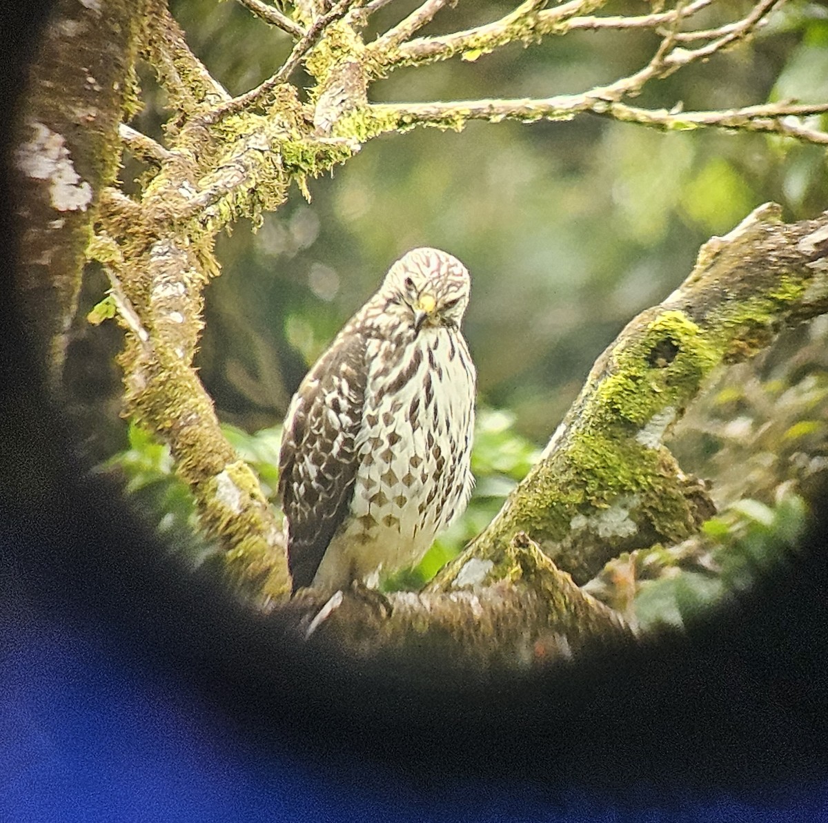Broad-winged Hawk - ML645473383