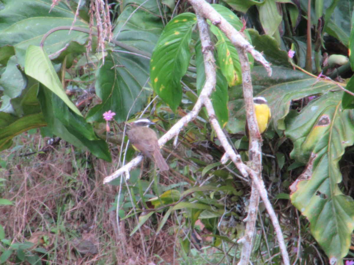 Красношапочный бентеви - ML645473384