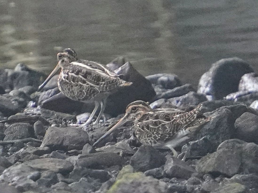 田鷸 - ML645473396