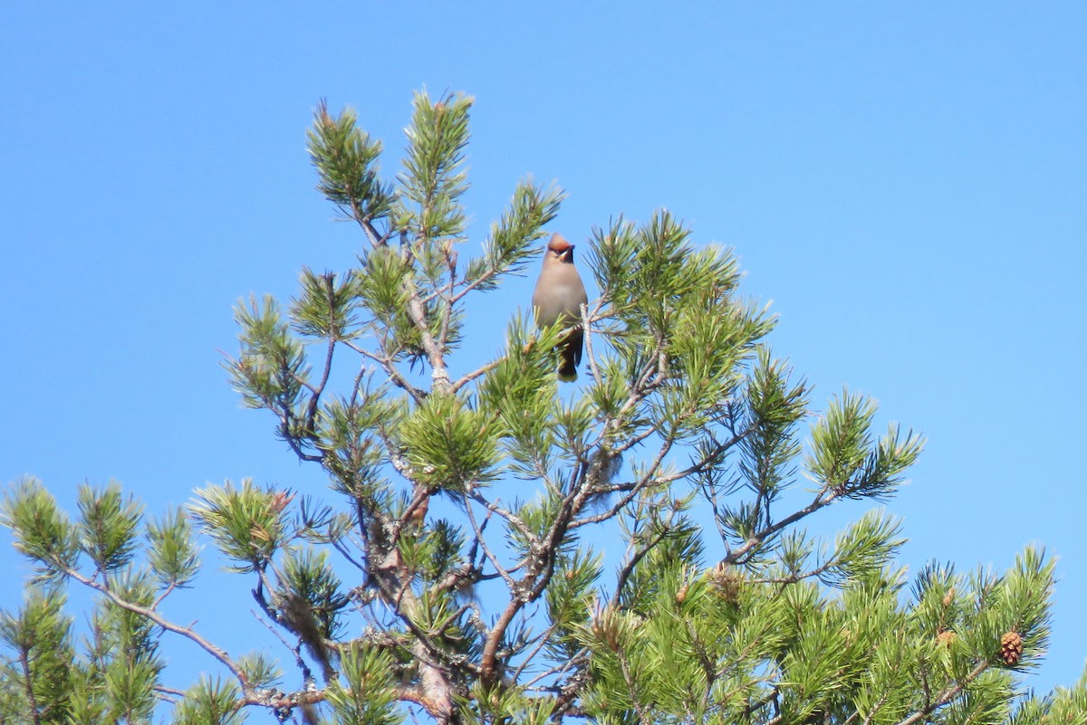 キレンジャク - ML645473405