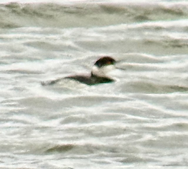 Grèbe à cou noir - ML645473411