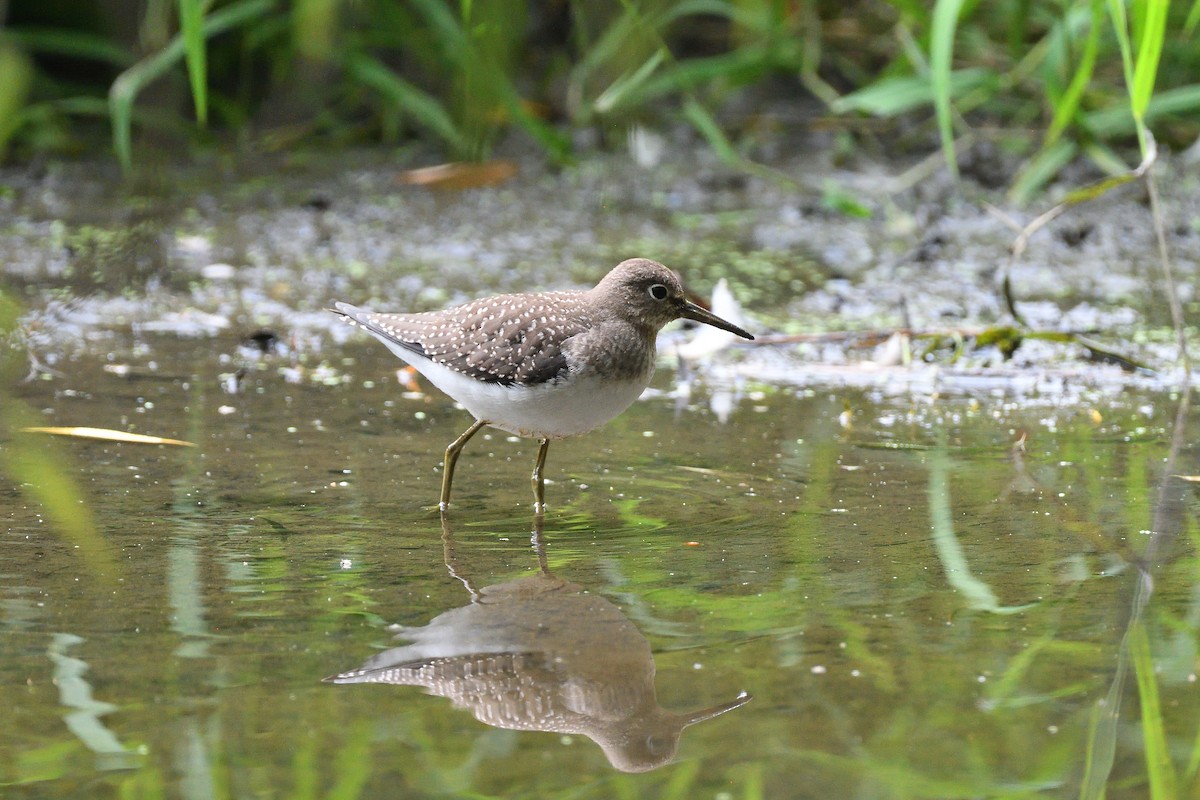 Solitary Sandpiper - ML645473412