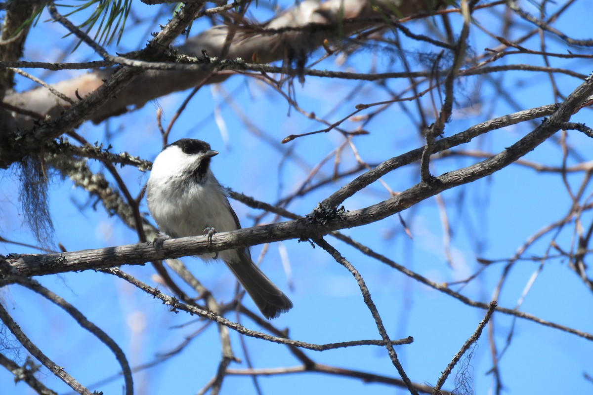 Пухляк - ML645473423