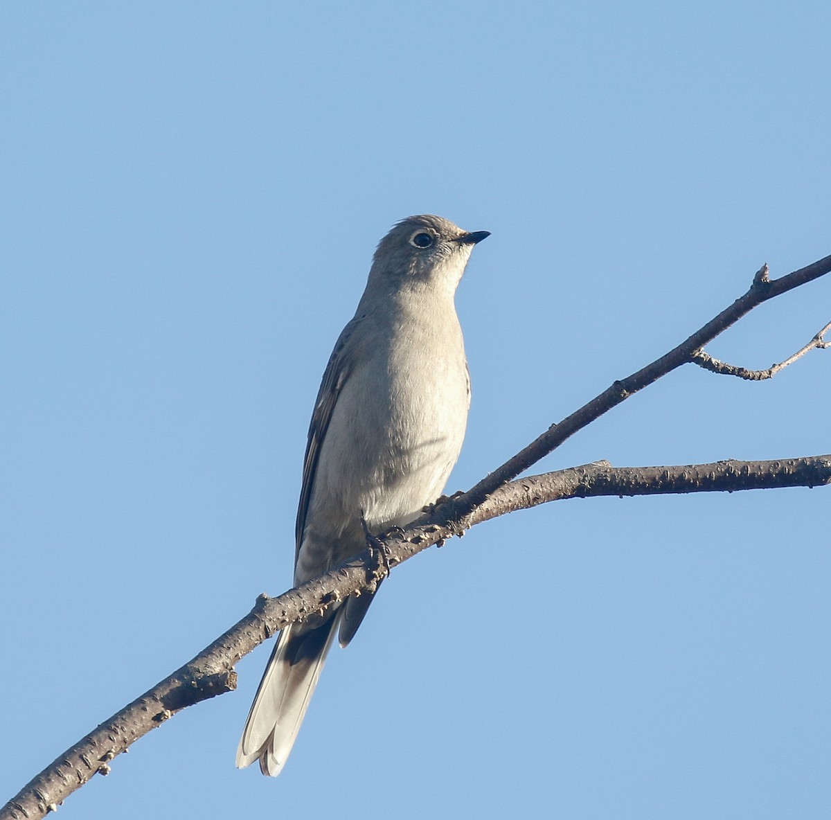 Townsend's Solitaire - ML645473424