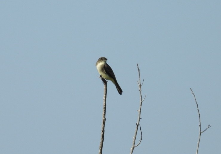 Eastern Phoebe - ML645473425