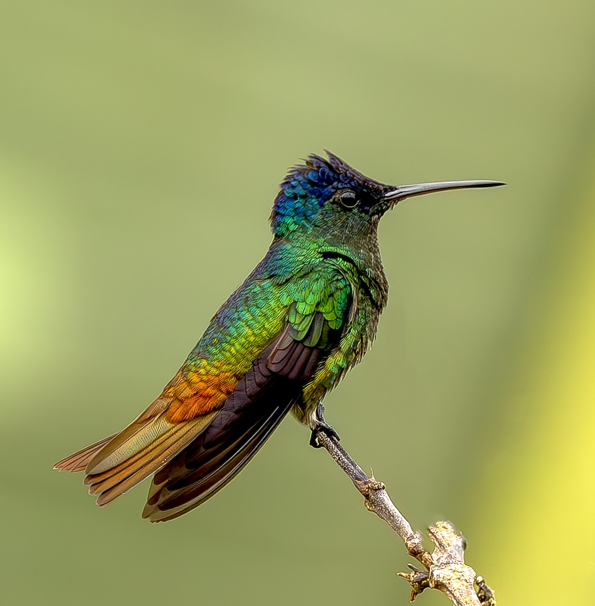 Golden-tailed Sapphire - ML645473446