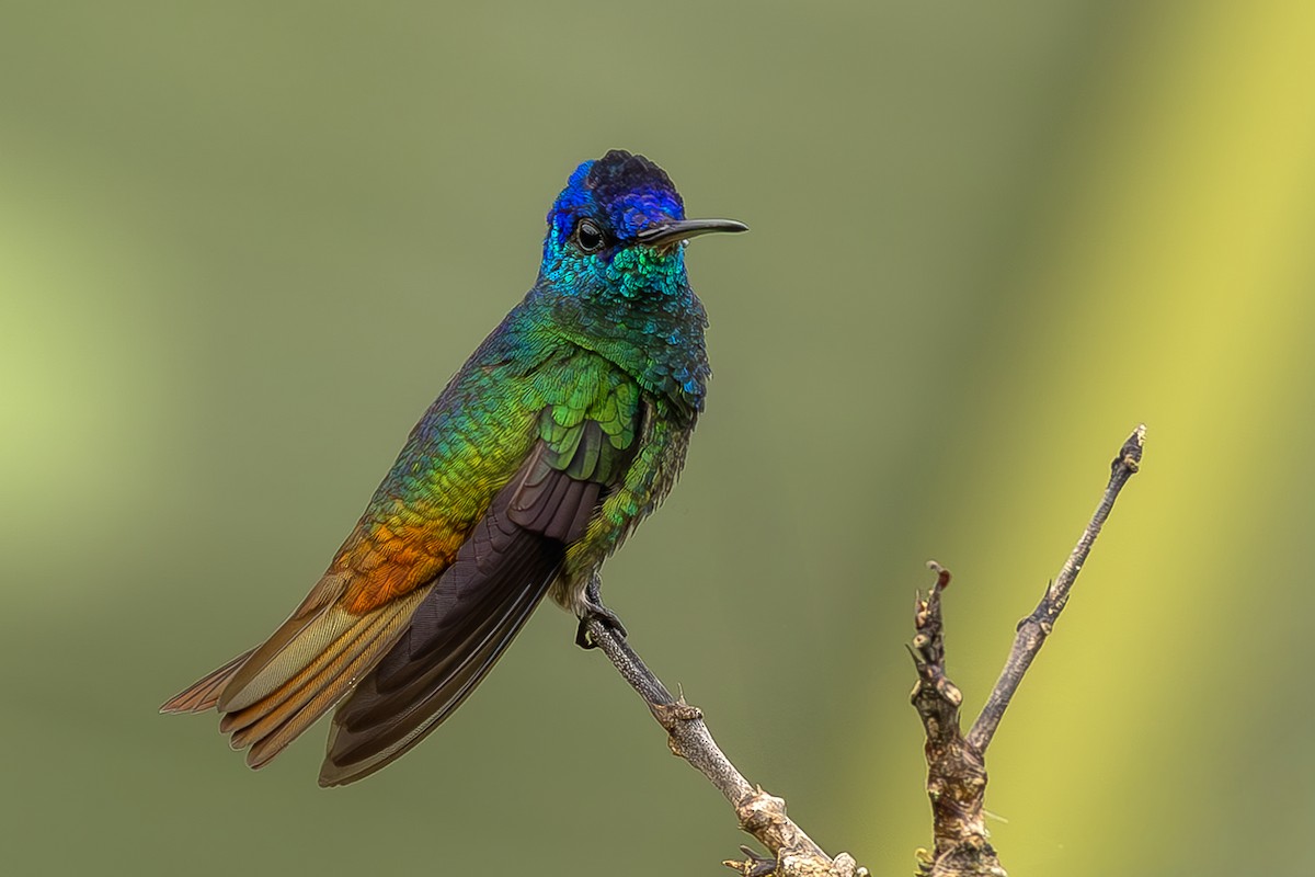 Golden-tailed Sapphire - ML645473447