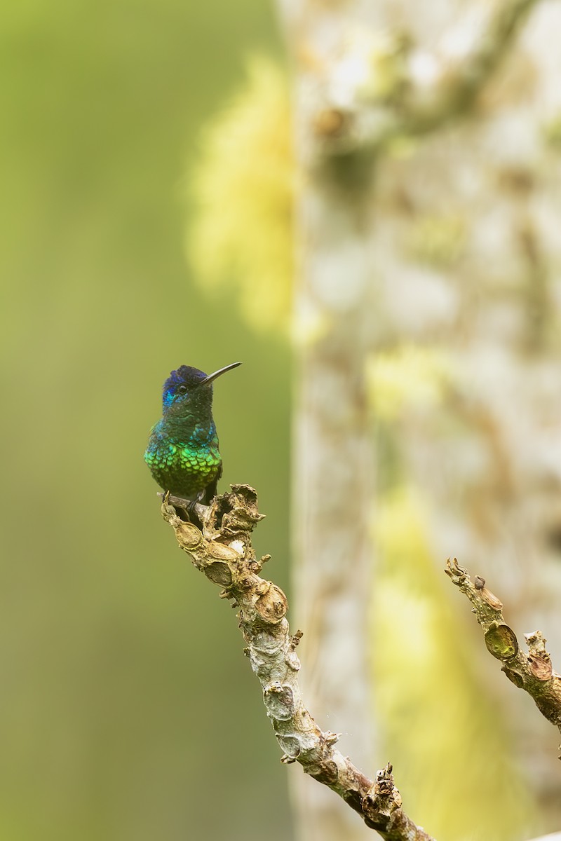 Golden-tailed Sapphire - ML645473448