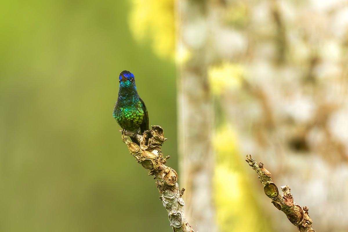 Golden-tailed Sapphire - ML645473453