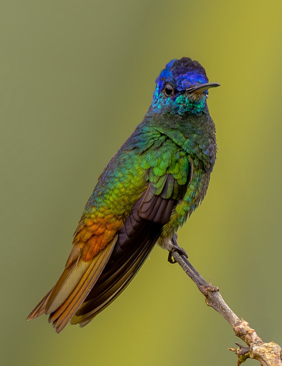 Golden-tailed Sapphire - ML645473454