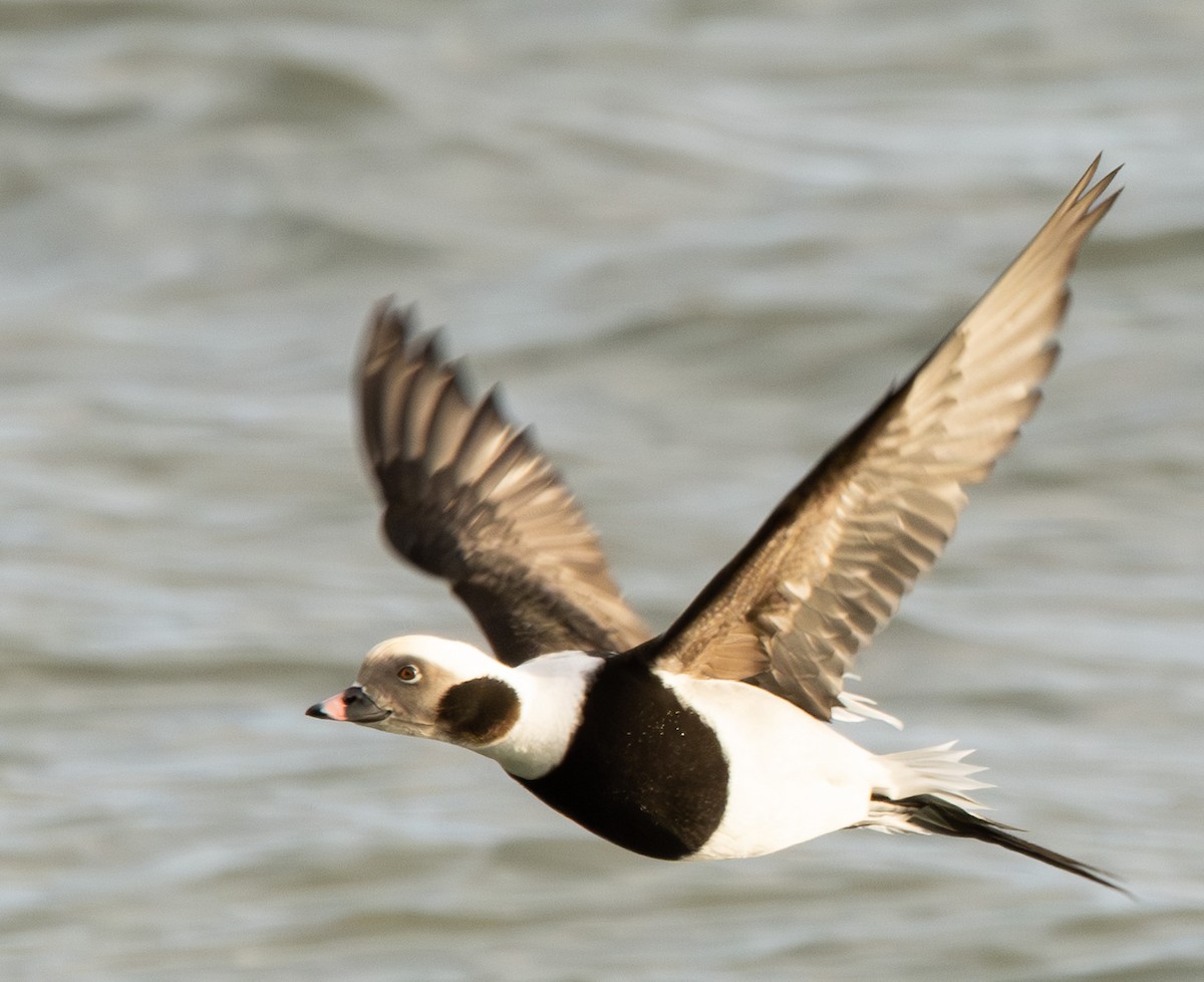 Long-tailed Duck - ML645473456