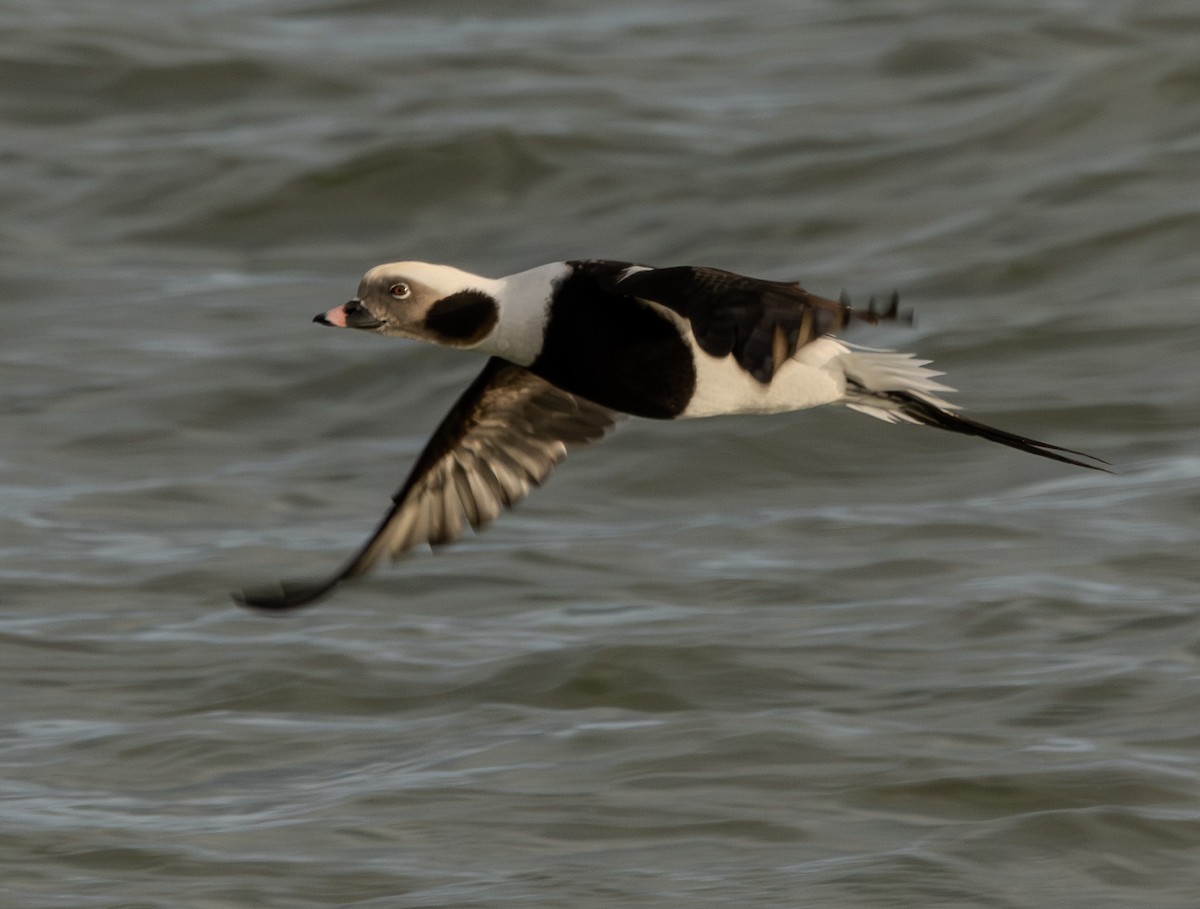 Long-tailed Duck - ML645473457