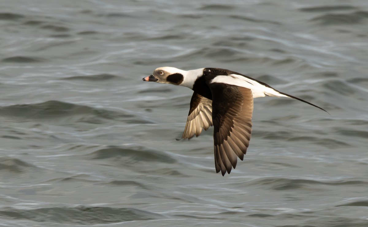Long-tailed Duck - ML645473458