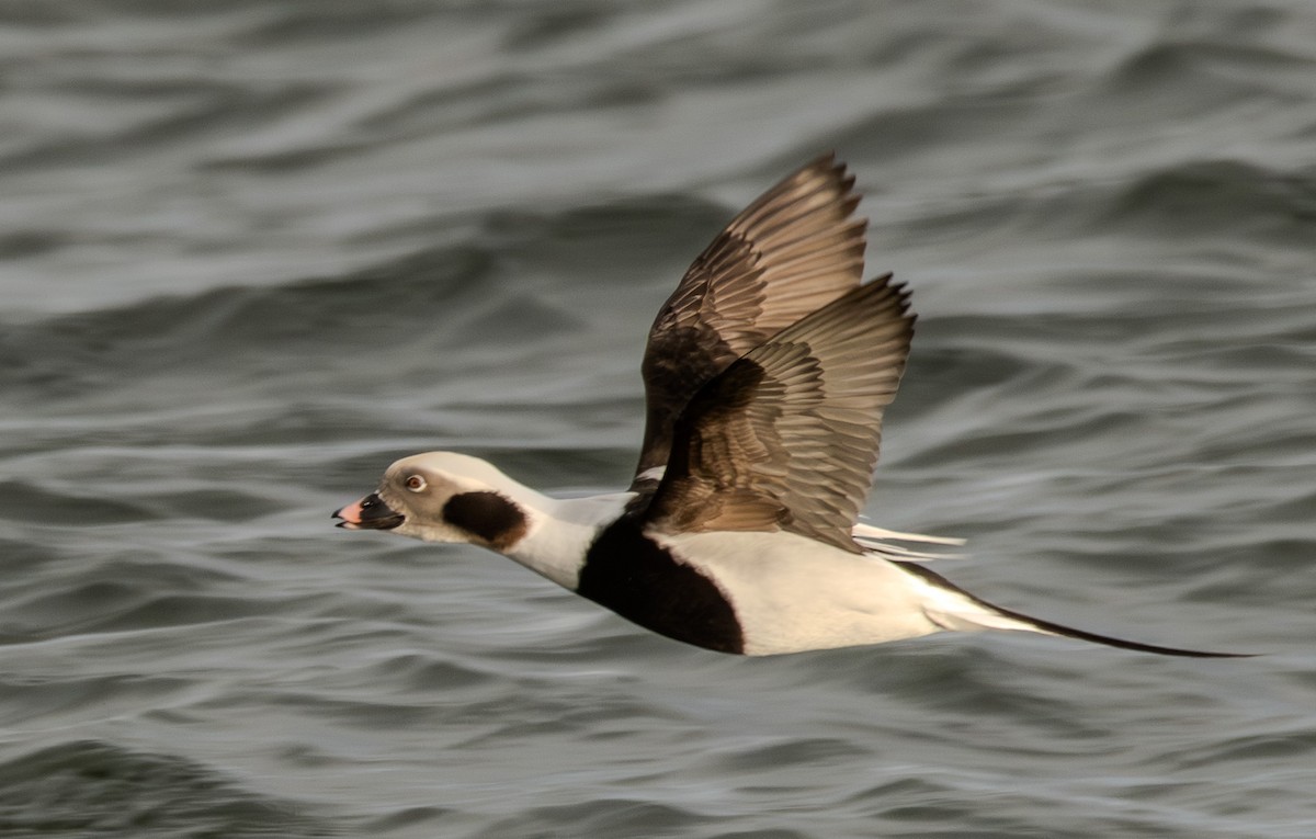 Long-tailed Duck - ML645473459
