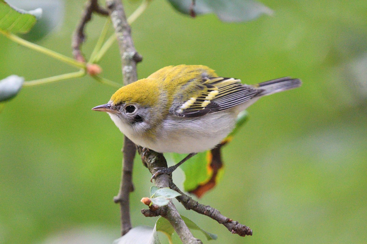 Chestnut-sided Warbler - ML645473461
