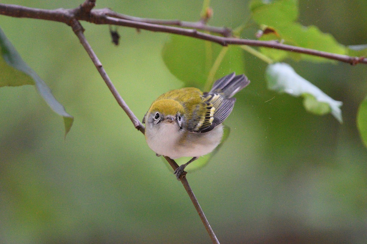 Chestnut-sided Warbler - ML645473462