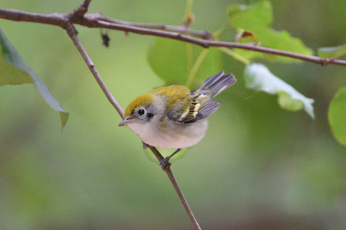 Chestnut-sided Warbler - ML645473463