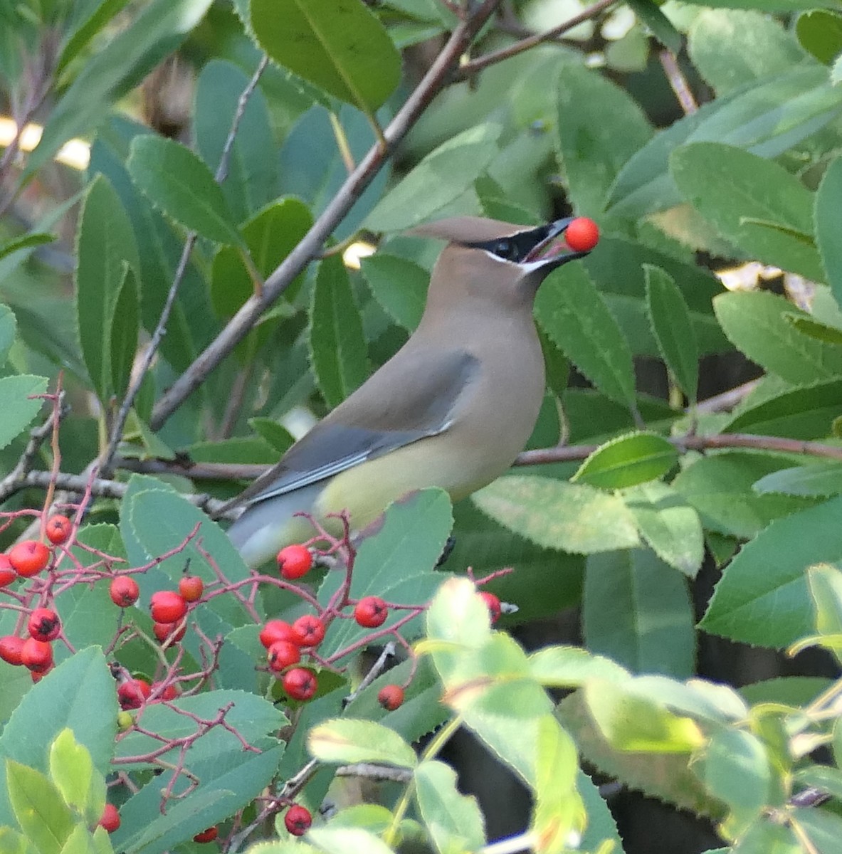 Cedar Waxwing - ML645473465