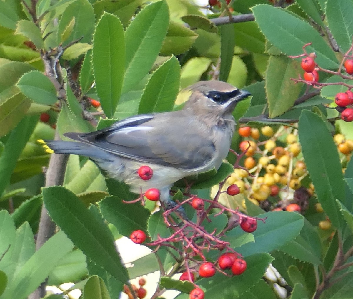 Cedar Waxwing - ML645473466