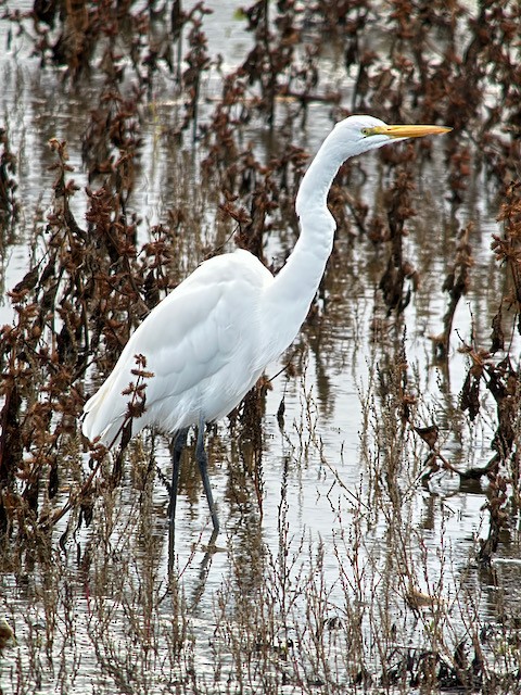 Great Egret - ML645473467