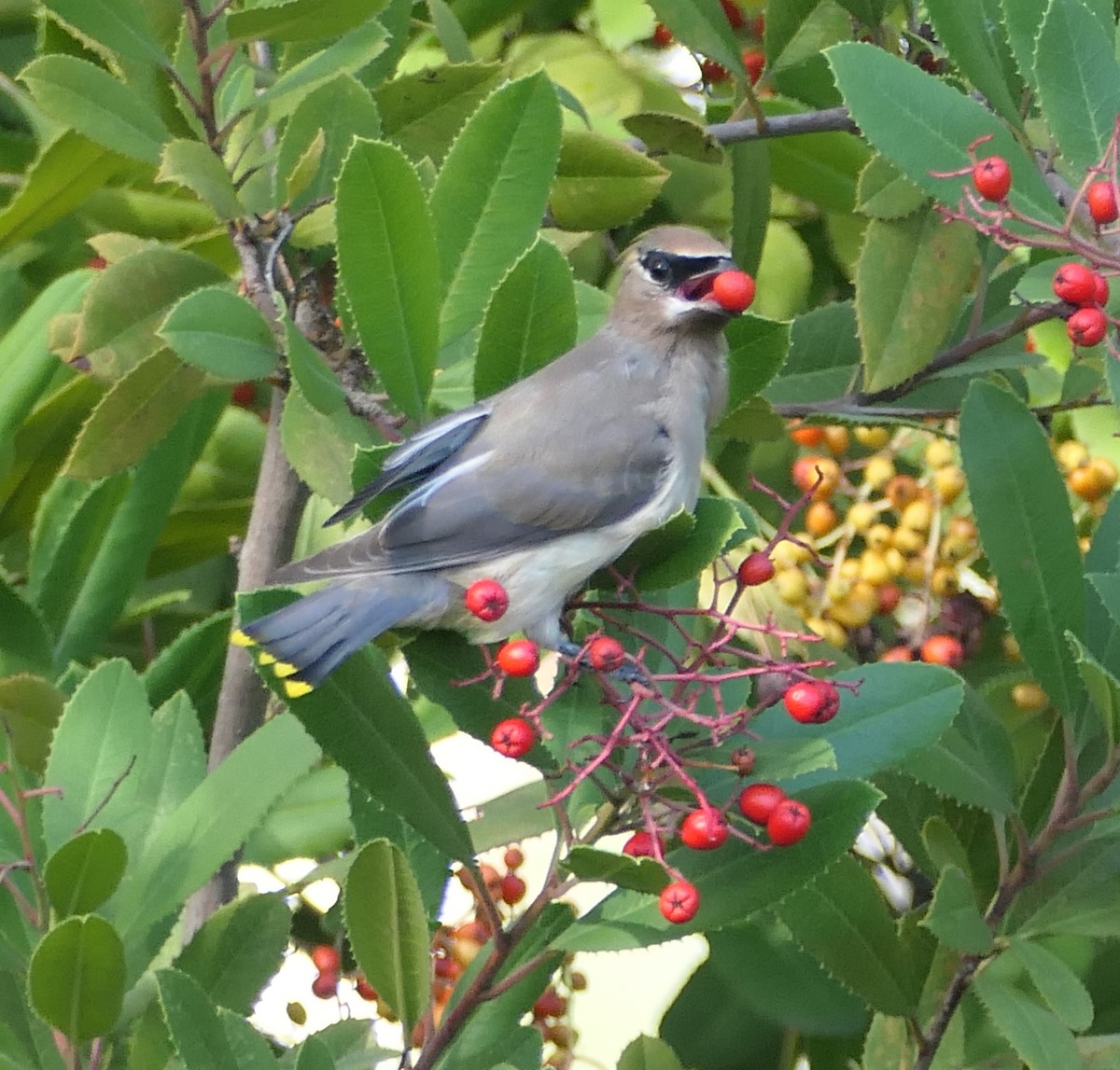 Cedar Waxwing - ML645473469
