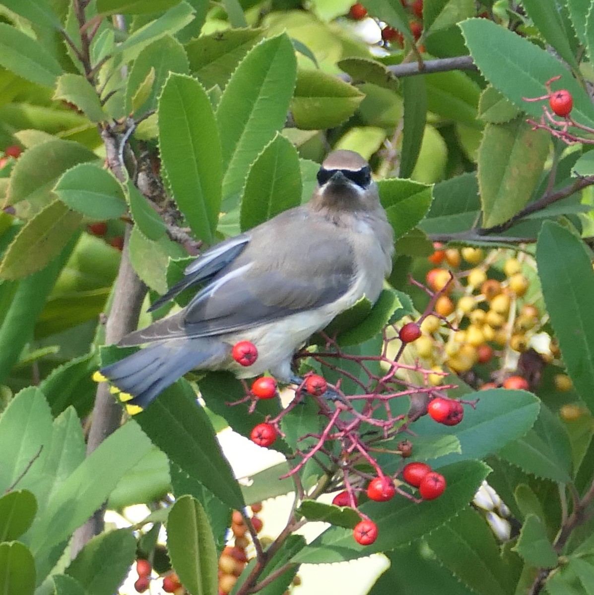 Cedar Waxwing - ML645473477