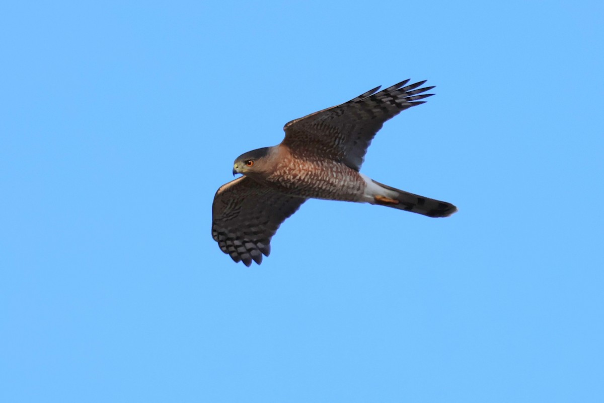 Cooper's Hawk - ML645473481